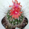 Submatacana_tuberculosa